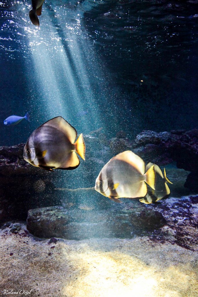 aquarium de talmont